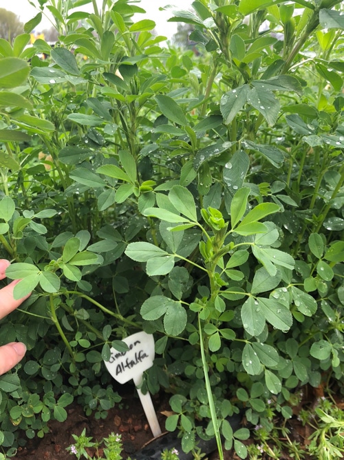 Cimarron VL500 Alfalfa Seed, Certified -