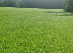 A fast growing field of teff at 30-35 days after planting and 10 days to harvest