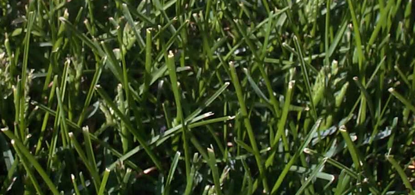 Kentucky Bluegrass Lawn Seed - Nixa Hardware & Seed Company Best Grass Seed For Northwest Arkansas