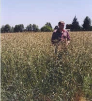 hulled_orchard_grass-showing_height