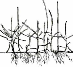 Bluegrass Has a Shallow Root System, Thus Not Drought Tolerant