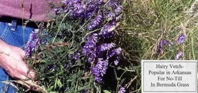 Hairy Vetch Seed -
