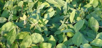 Laredo Forage Type Soybean – “Hay Bean” -