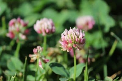 Alsike Clover Seed -