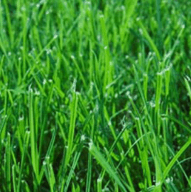 Perennial Ryegrass Seed for a Turf Type Lawn