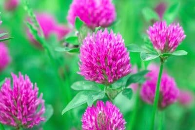 Medium Red Clover Seed - Coated -