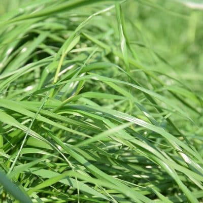 Andes Annual Ryegrass Seed -
