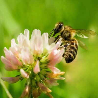 Bee Keeper Clover Seed Mix -
