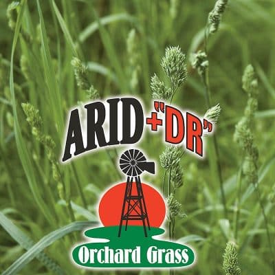 Arid "DR" Orchard Grass Seed -