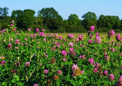 Mammoth Red Clover Seed Blooming in Field